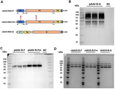 Induction of neutralizing antibody responses by AAV5-based vaccine for respiratory syncytial virus in mice